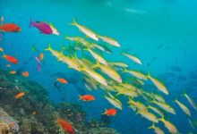 大堡礁夸克网盘资源 Great Barrier Reef (2012)-夸克资源站